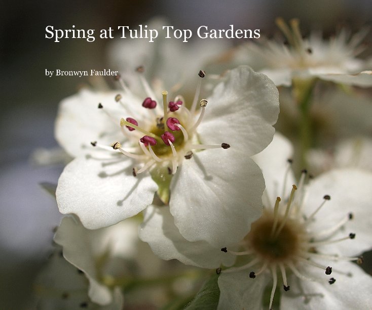 View Spring at Tulip Top Gardens by Bronwyn Faulder
