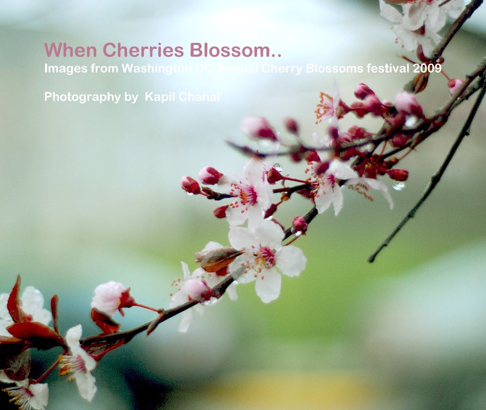 View When Cherries Blossom..  (Spring 2009) by Kapil Chahal