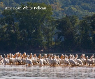 American White Pelican book cover
