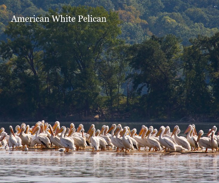 View American White Pelican by Lyle Haylett