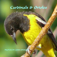 Cardinals & Orioles book cover