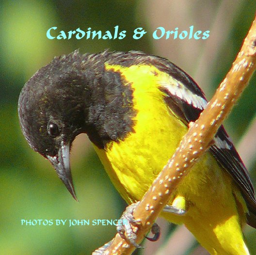 View Cardinals & Orioles by PHOTOS BY JOHN SPENCER