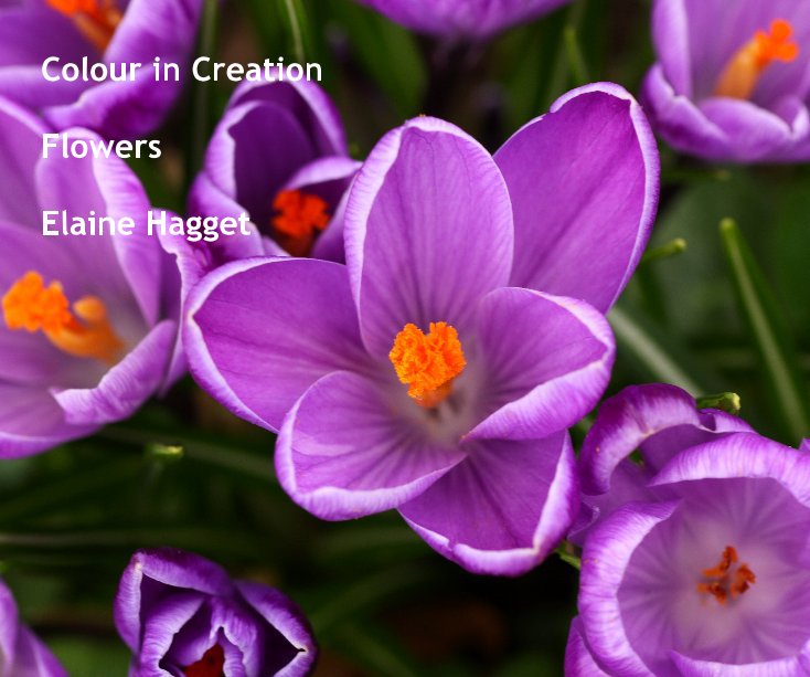 View Colour in Creation by Elaine Hagget