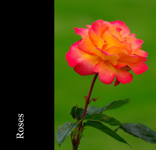 Ver roses por Dan Nordstrom