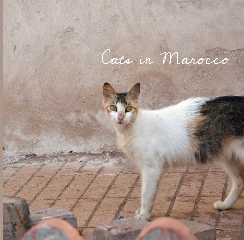 Cats in Marocco nach Mangio anzeigen