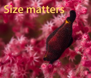 Size Matters book cover