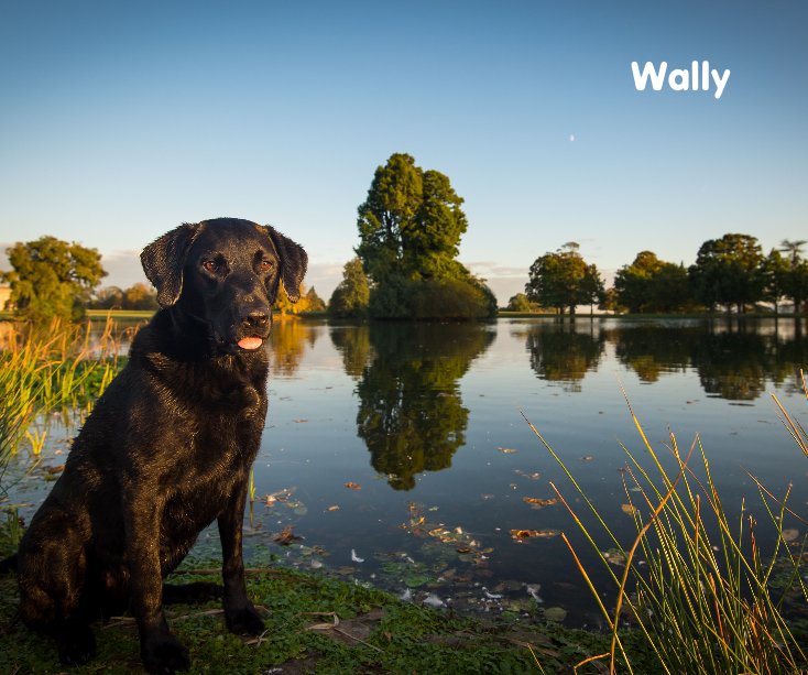 Bekijk Wally op Brighton Dog Photography