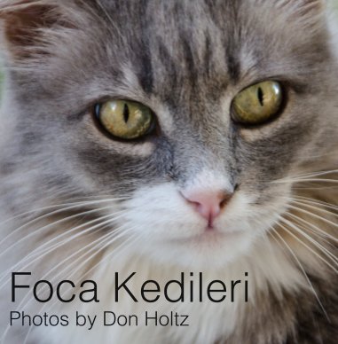 Foca Kedileri book cover