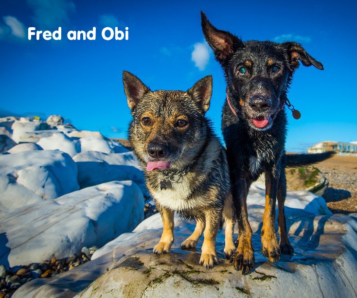 Ver Fred and Obi por Brighton Dog Photography