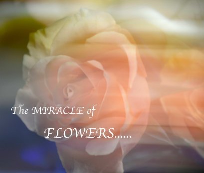 The MIRACLE of FLOWERS book cover