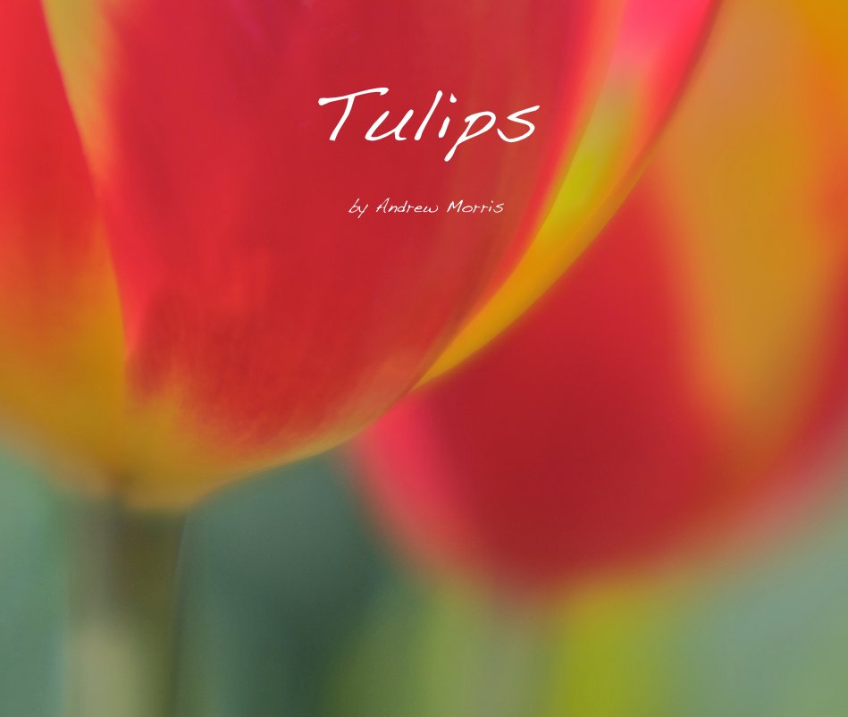 View Tulips by Andrew Morris