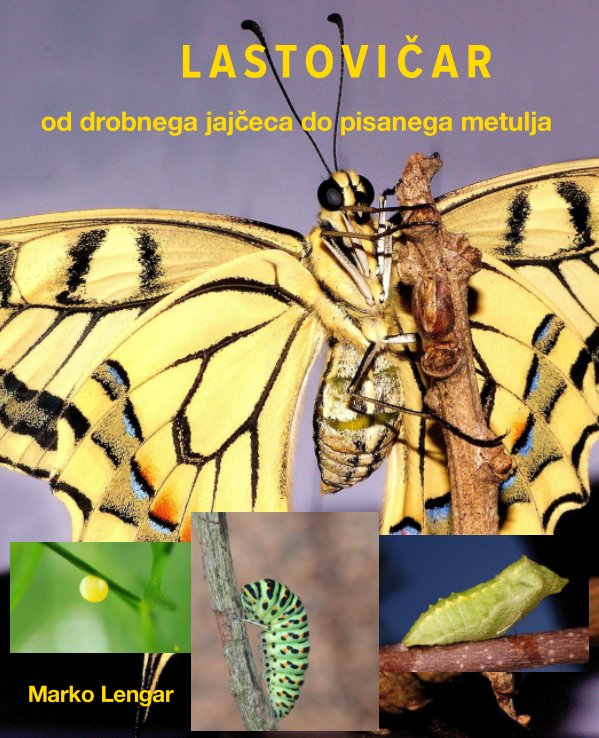 Ver LASTOVIČAR (Papilio machaon) por Marko Lengar