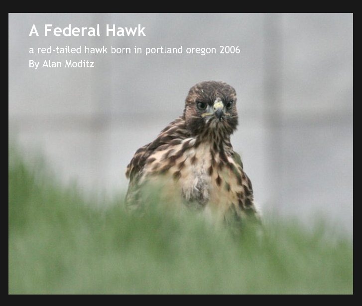 Ver A Federal Hawk por Alan Moditz