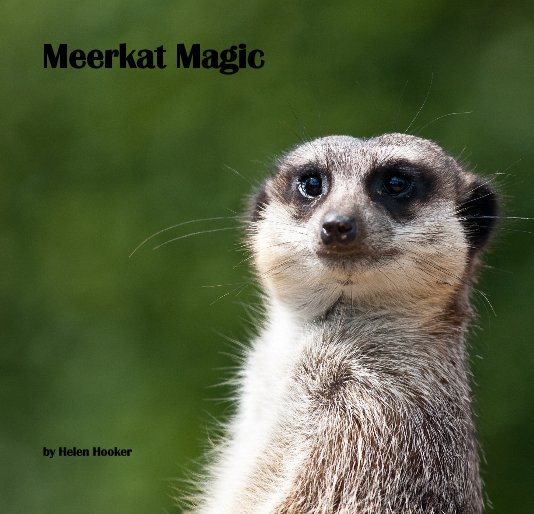 View Meerkat Magic by Helen Hooker
