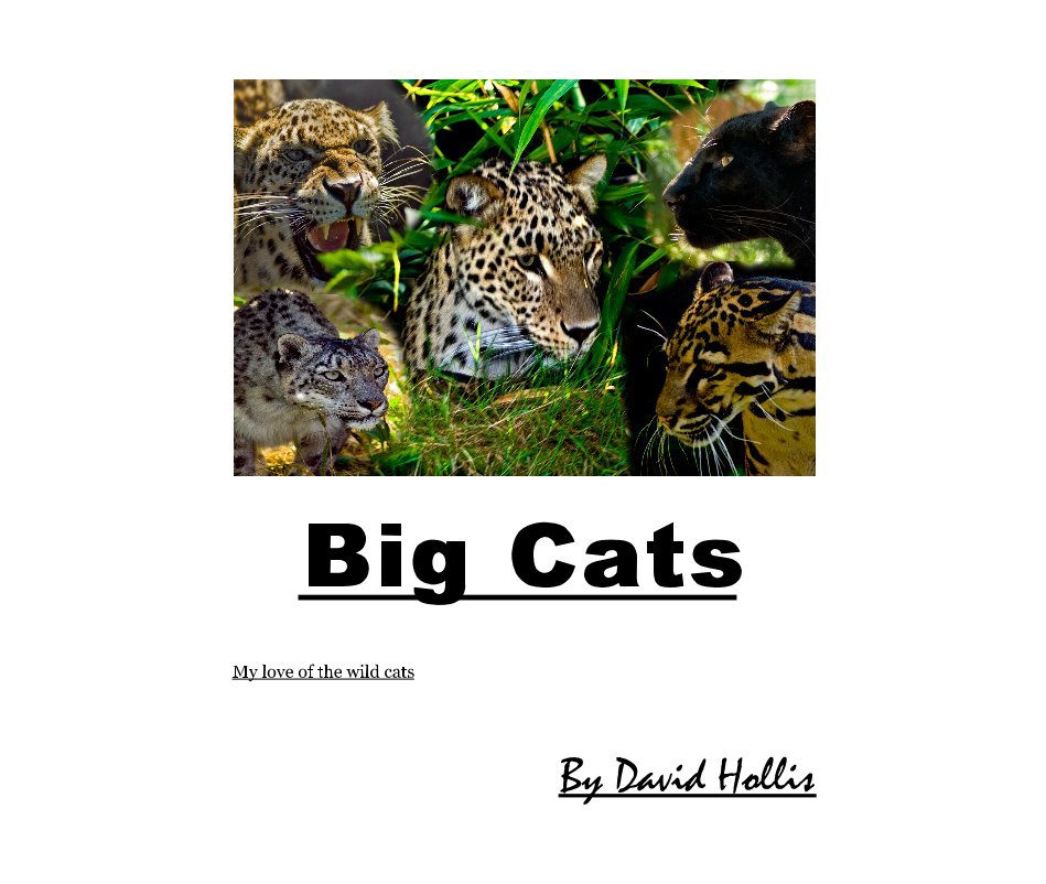 View Big Cats by David Hollis