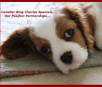 Cavalier King Charles Spaniel - Our Pawfect Partnership..... book cover