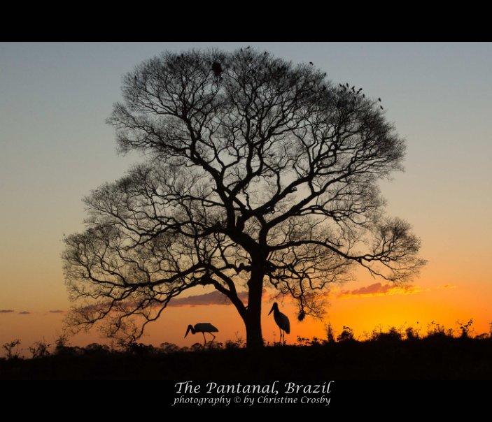 View The Pantanal by Christine Crosby