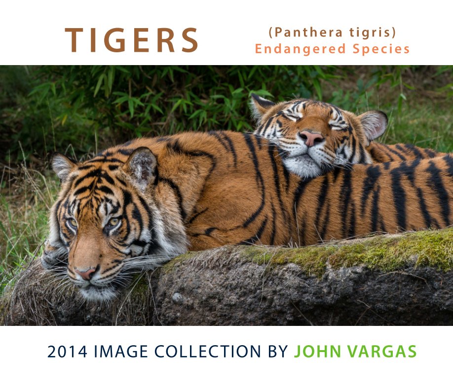 Ver Tigers por John Vargas