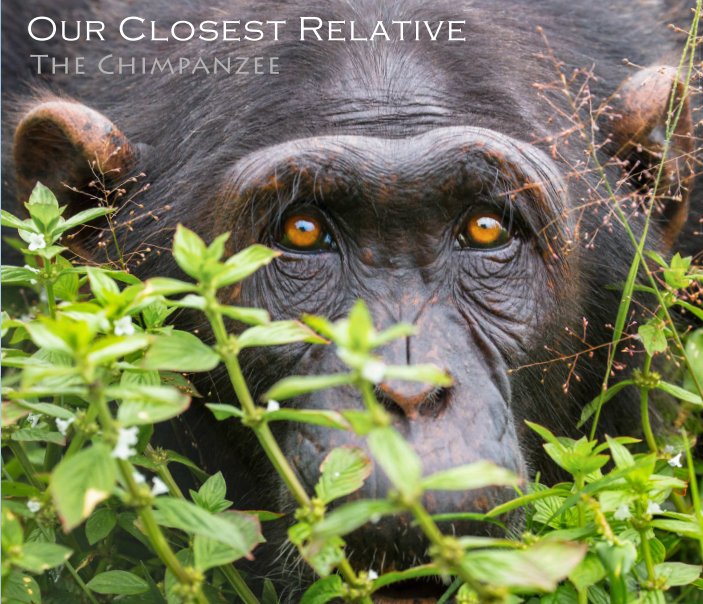 View Our Closest Relative by Alex Wilkinson