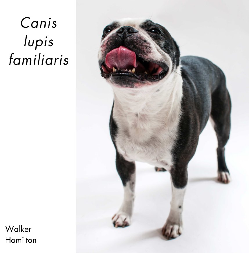 View Canis lupis familiaris by Walker Hamilton
