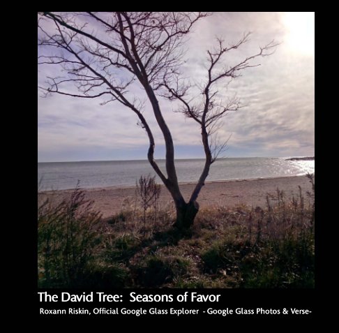 View The David Tree:  Seasons of Favor by Roxann Riskin Official Google Glass Explorer