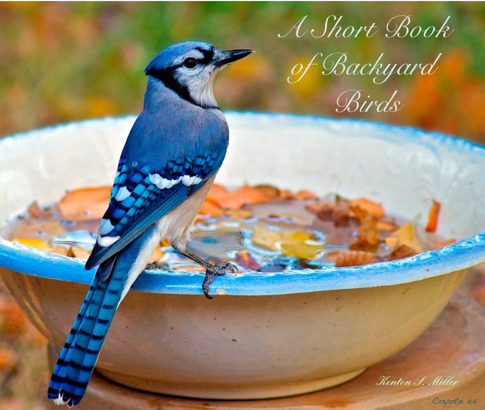 Ver A Short Book of Backyard Birds por Kenton S. Miller