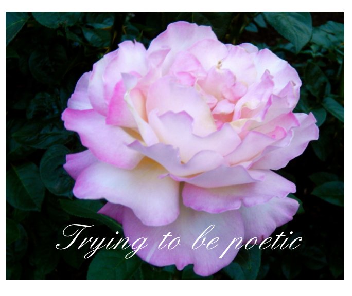 View Trying To Be Poetic by Daya Barboza, Various Tumblr Users