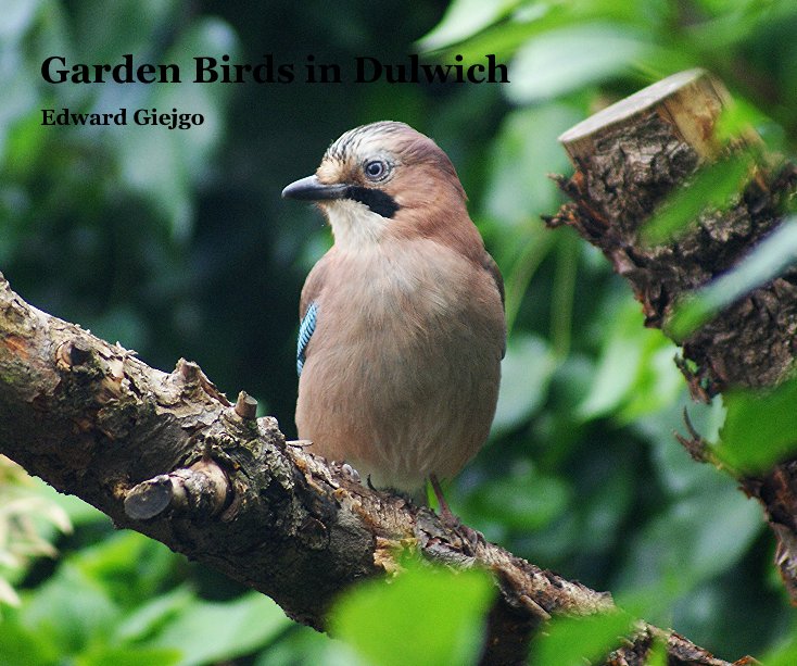 View Garden Birds in Dulwich by Edward Giejgo
