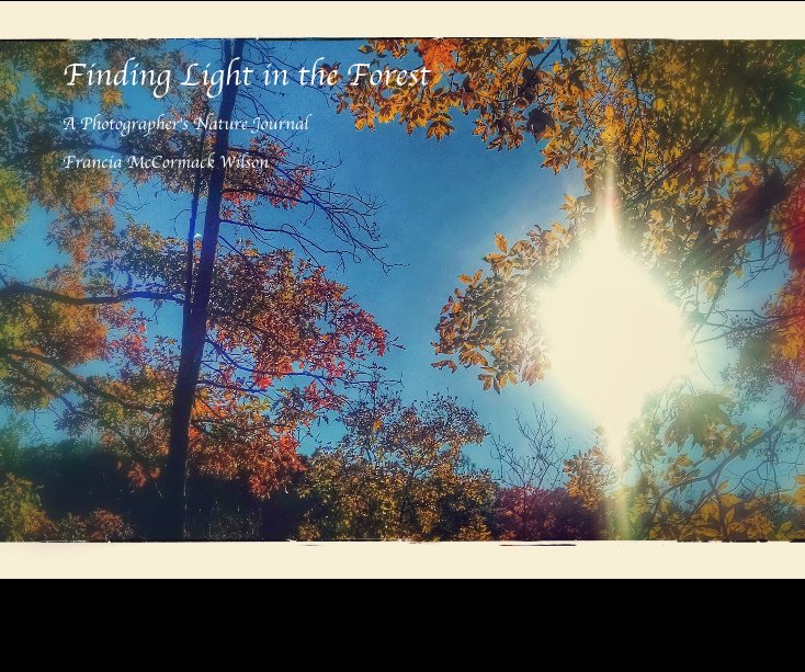 View Finding Light in the Forest by Francia McCormack Wilson