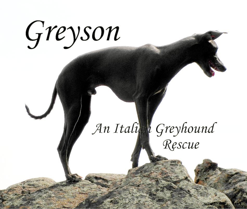 Ver Greyson An Italian Greyhound Rescue por William Pelander