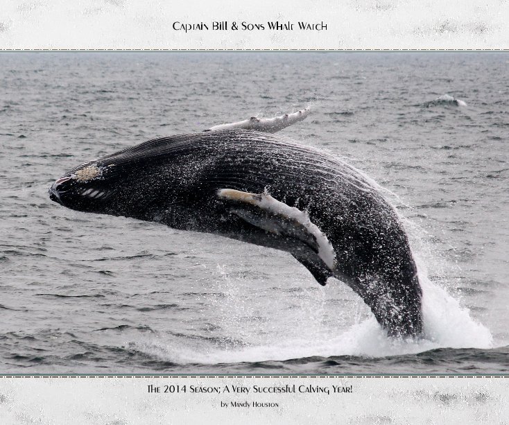 View Captain Bill & Sons Whale Watch by Mandy Houston